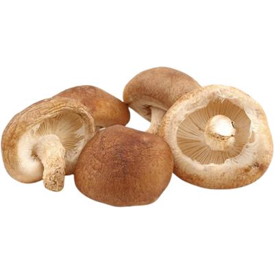 Cogumelo shitake inteiro kg - EMPORIO DA TERRA