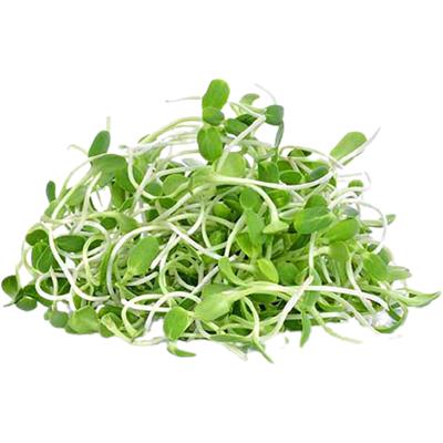BROTO DE GIRASSOL 100G