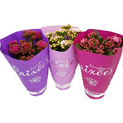 FLOR KALANCHOE DOBRADO PAIXÕES Nº 11 1UN