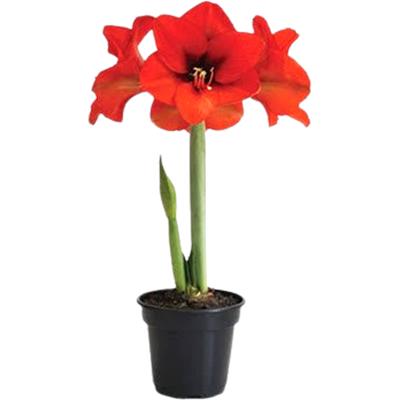 FLOR AMARYLLIS Nº 14 1UN