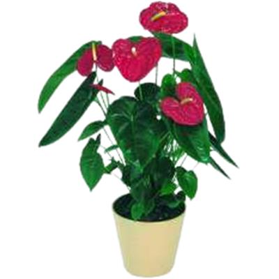 FLOR ANTHURIUM VARIADO N°12 1UN