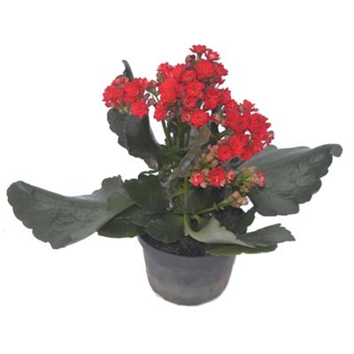 FLOR KALANCHOE DOBRADO 1UN