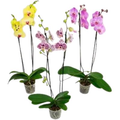 FLOR ORQUÍDEA PHALEANOPSIS COM 2 HASTES N°12