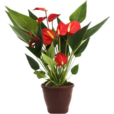 FLOR ANTHURIUM RED SUCCESS 1UN